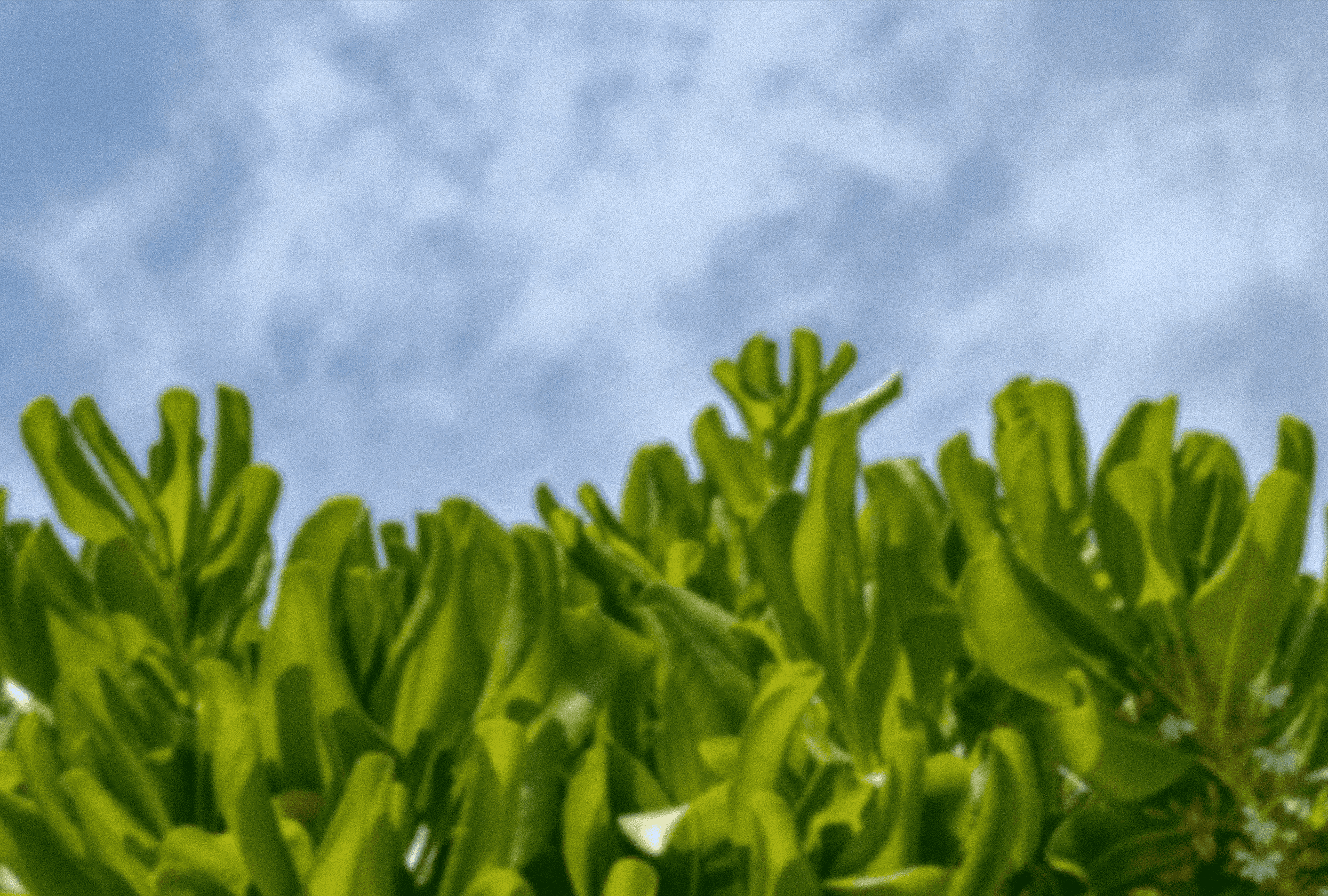 Imagen de plantas