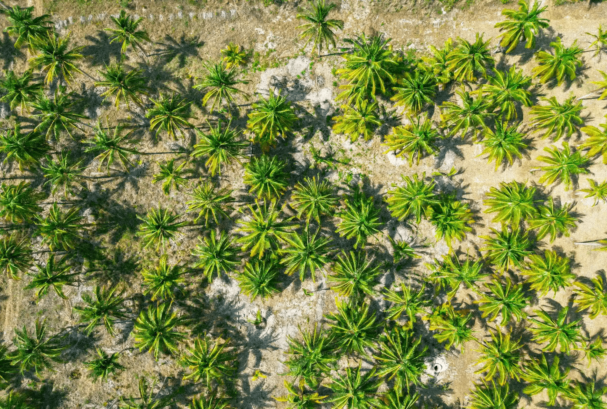 Imagen de plantas